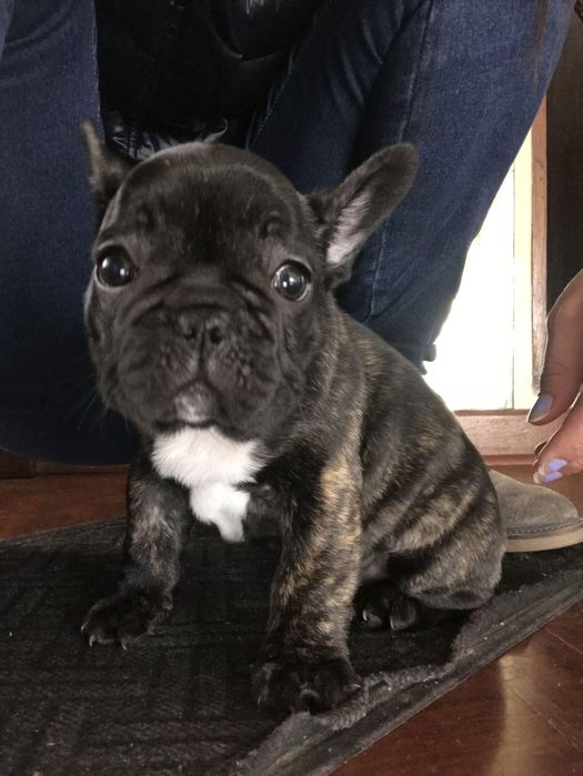 Bulldog francez mascul