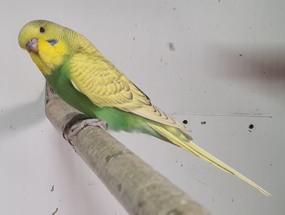 Vand papagali perusi semi-standard!