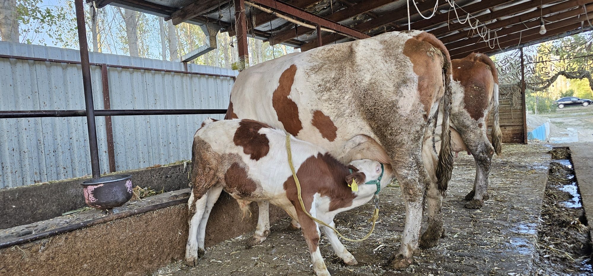 Simmental erkak buzoq 2,5 oylik