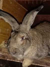 Продам молодых крольчат породы Фландр все прививки зделаны