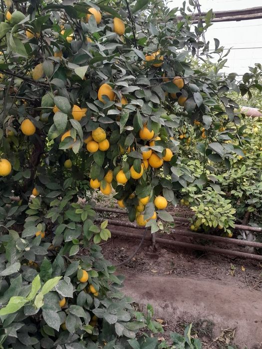 Mesniy limonlar sotilad