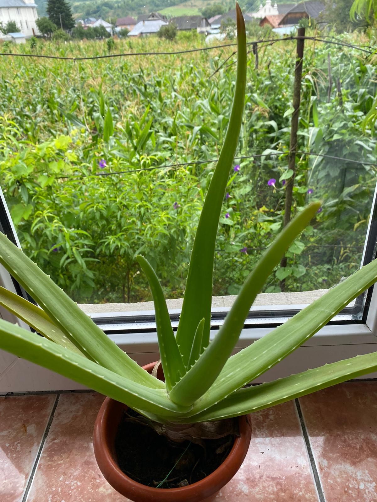 Aloe Vera Barbadensis Miller