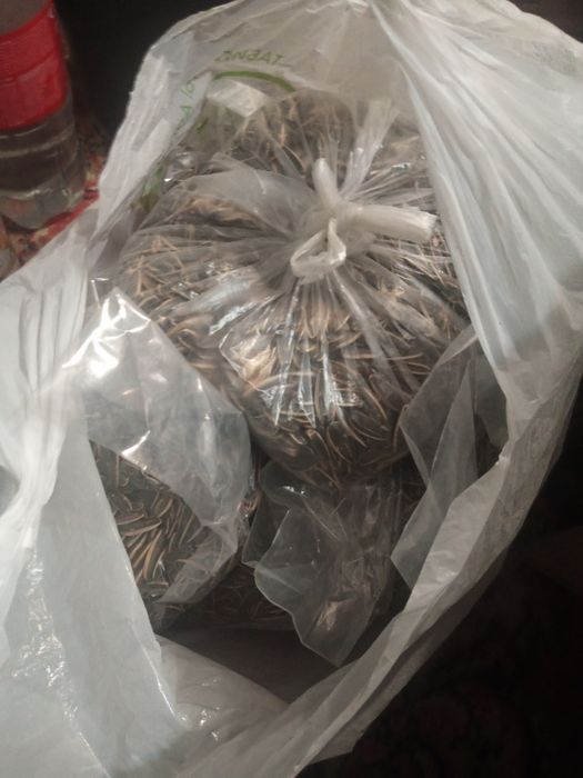 Продам семечки с истёкшим сроком годности!