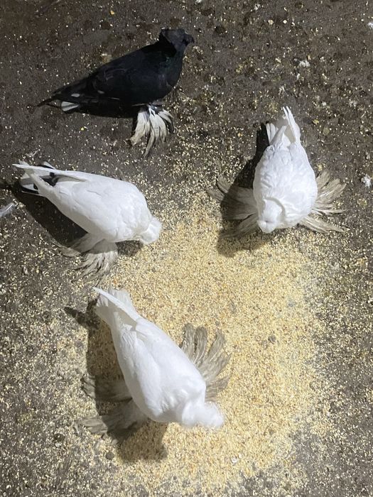 Vand diferite rase de porumbei