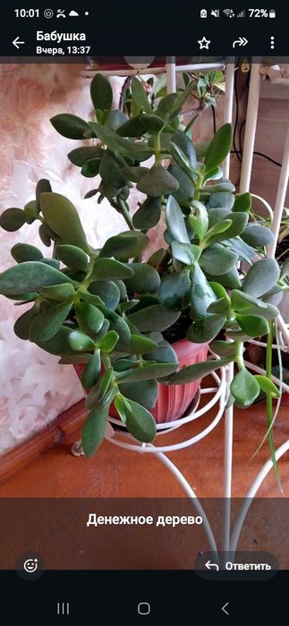 Цветы домашние много