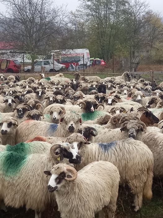 Vind 25 de oi ma vechi 430 lei