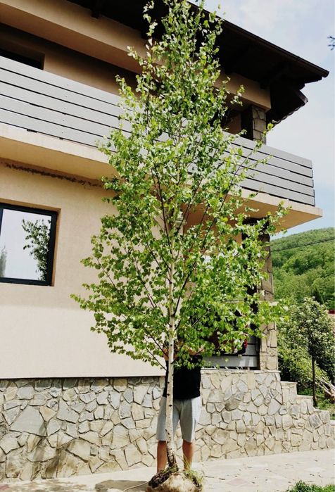 Vand copaci ornamentali calitate extra mesteacan-tei-platan-frasin