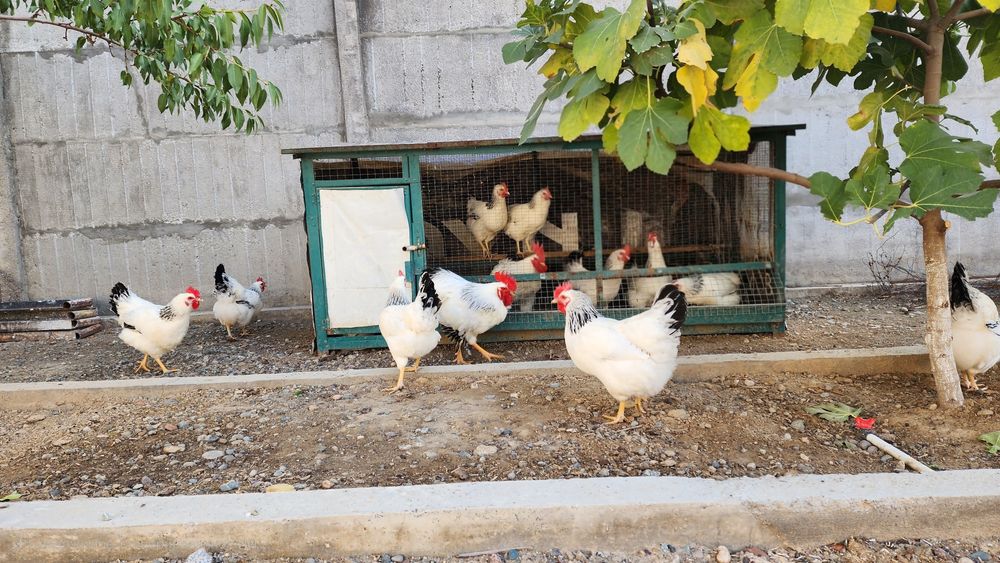 Адлер серебристый тухумлари сотилади