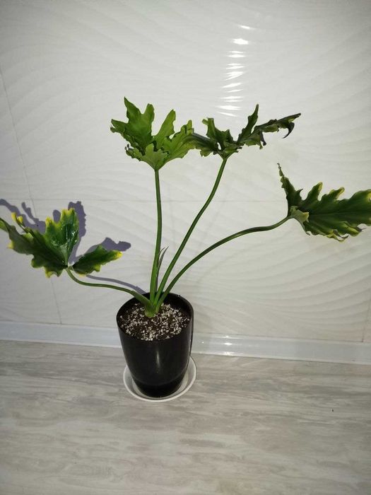 Felodendron varegatniy