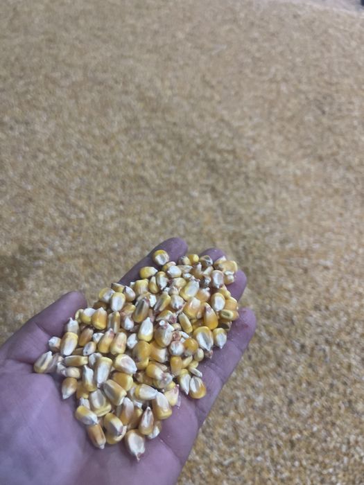 Продается кукуруза влажность 12% процентов!