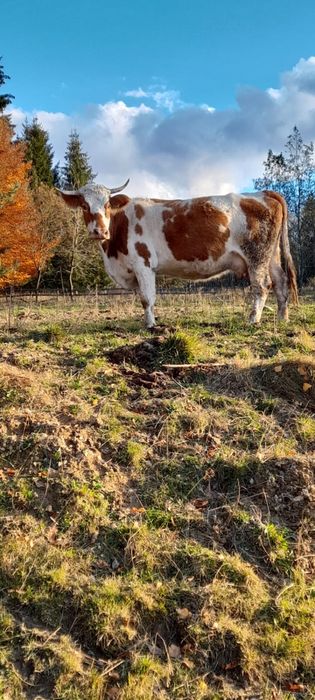 Vaca cu lapte de vanzare