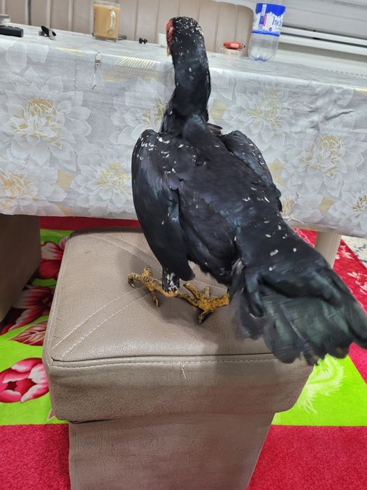 Корея + Шамо  тоза зод 1 тулак булди уршиши зур тика юради