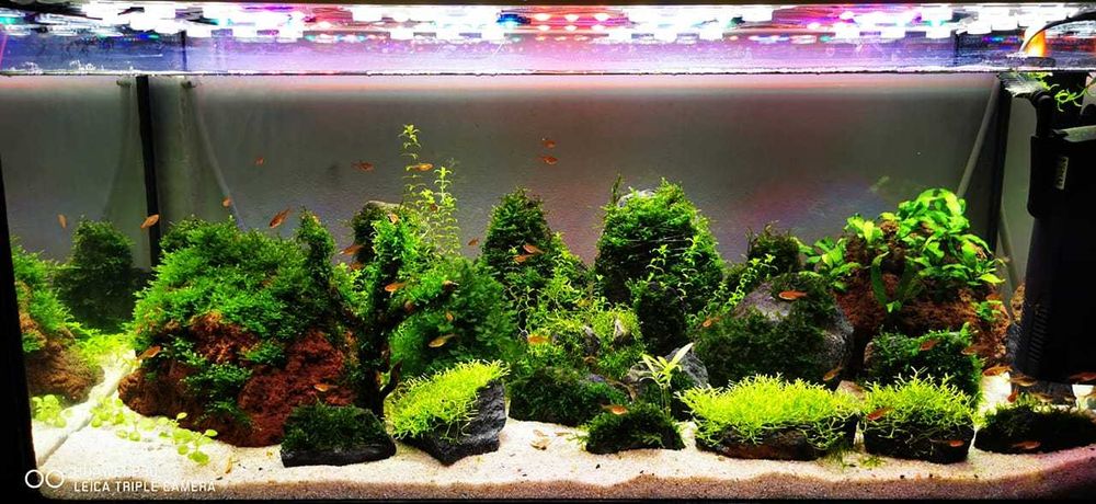 Pesti de acvariu gupi guppy xifo sae neoni zebre sanitari plante easy