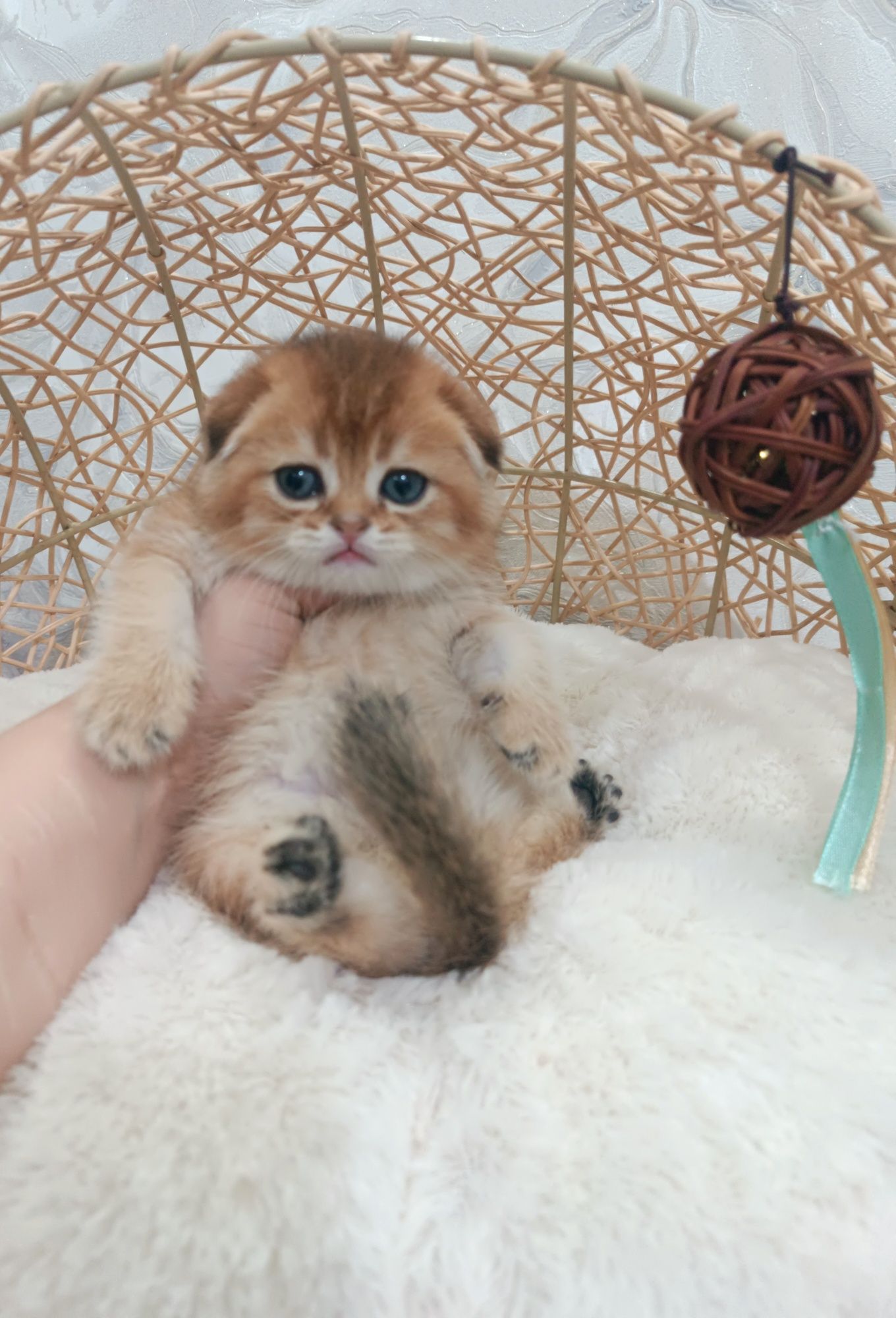 Элитный котёнок скоттиш фолд мальчик