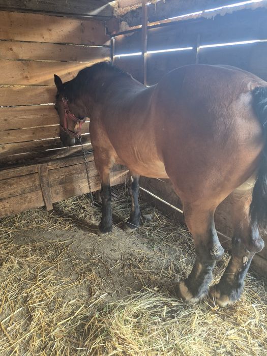 Iapa murga de vânzare