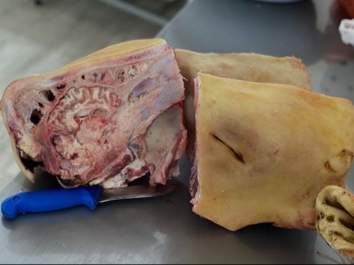 Шеке сиырдың басы