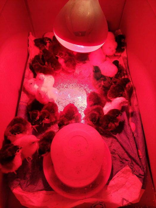 Pui de o zi de Australorp negru