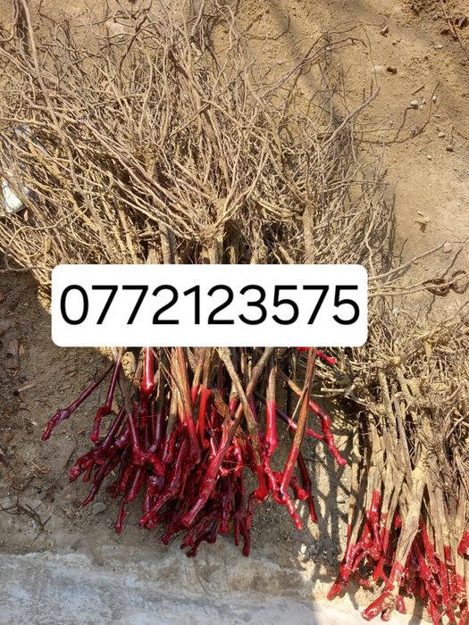 Butasi vita de vie hibrid