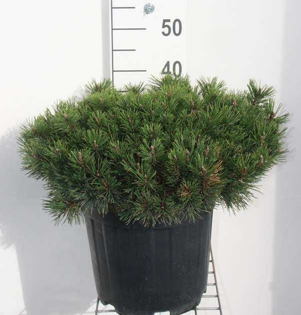 Buxus verde sau patat Pin pitic mugo bila sau pe picior