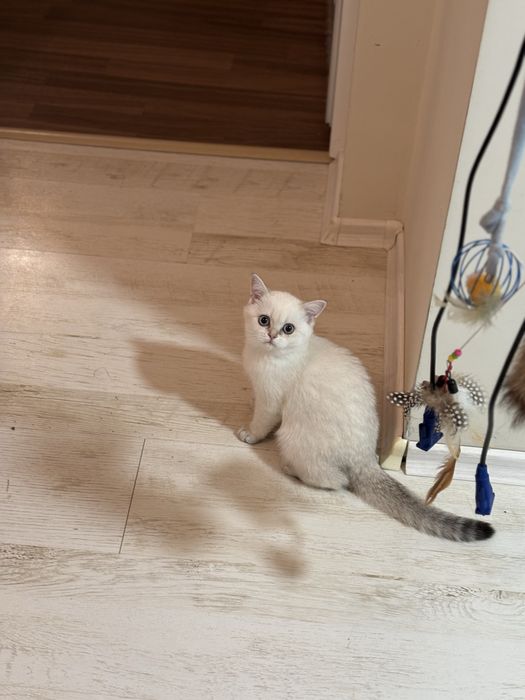 Късокосместа британка златна  чинчила  BRY