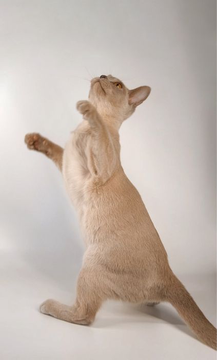 Котенок породы «Европейская Бурма