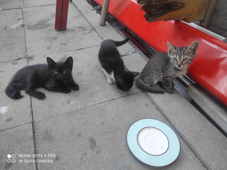 Малки Котенцъ   на2 ми. На2м