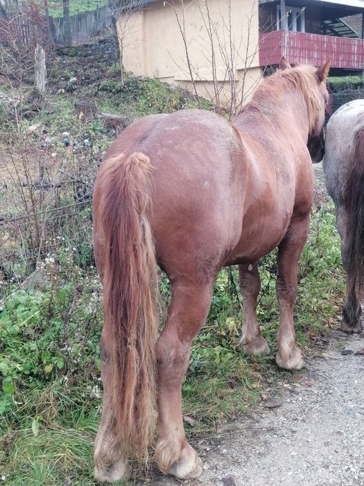 Vănd mănz                                 .