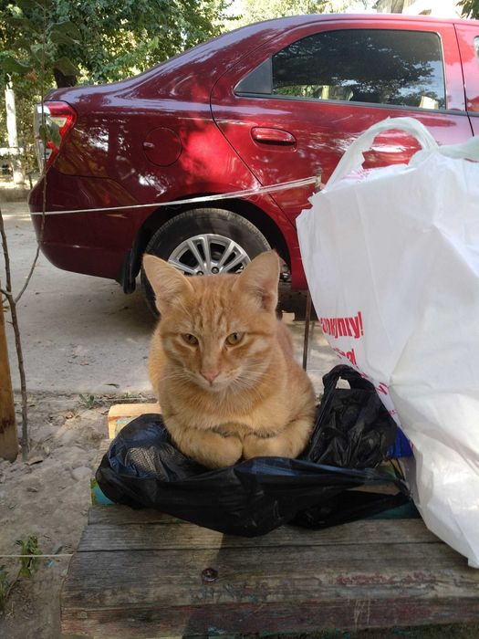 Игривый рыжий красавчик