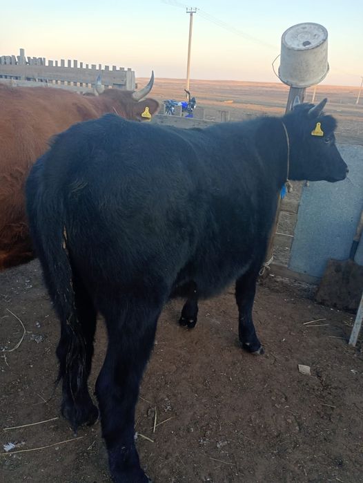 Продам бычка кастрированного