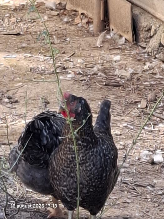 Păsări de vânzare