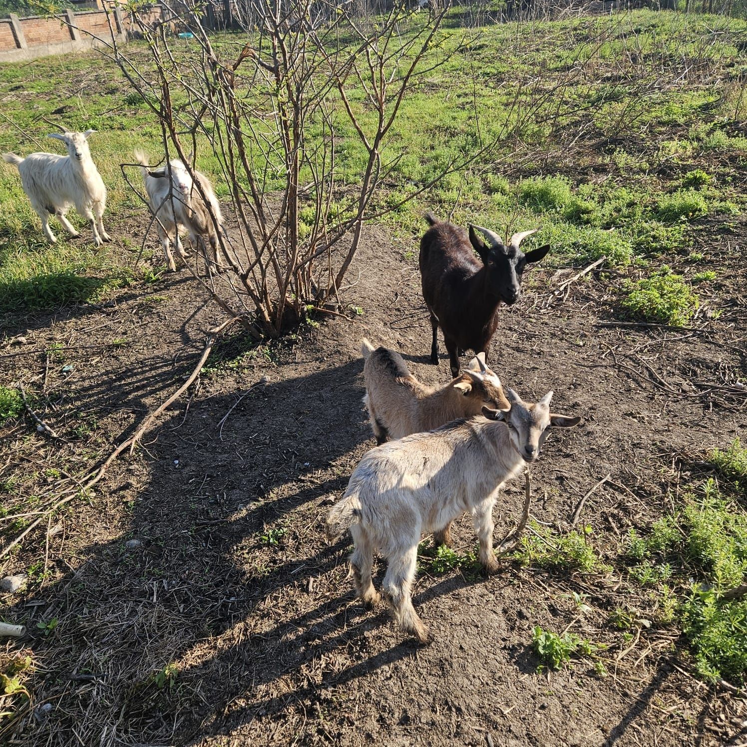 Vand Capre cu iezi