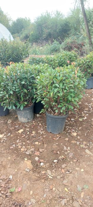 Leylandii,laur englezesc,photinia,gard viu, plante ornamentale
