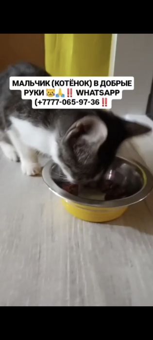 Отдаётся в добрые руки котёнок мальчик