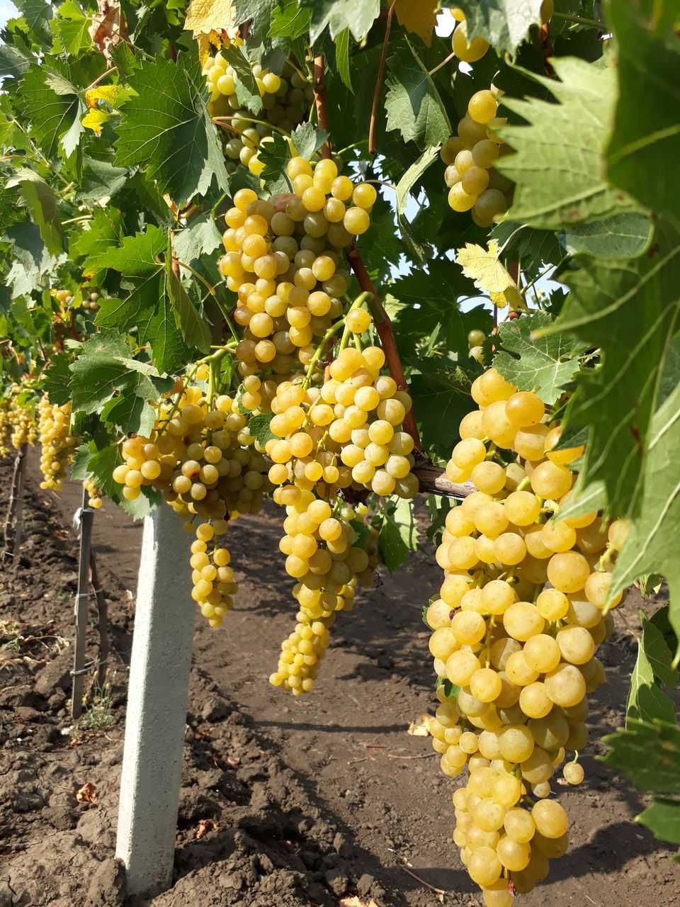 Struguri de vin pret producator soiuri alb-negru, transport gratuit