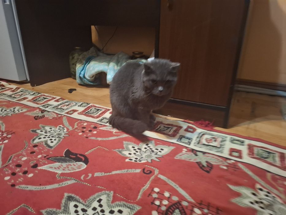 Продам породисты кошку