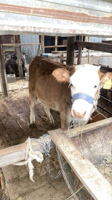 Бұзау сатылады 9-айлық