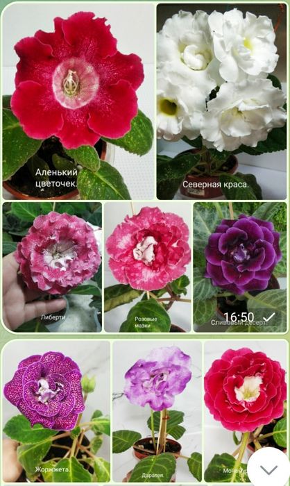 Укоренные листочки глоксиний.