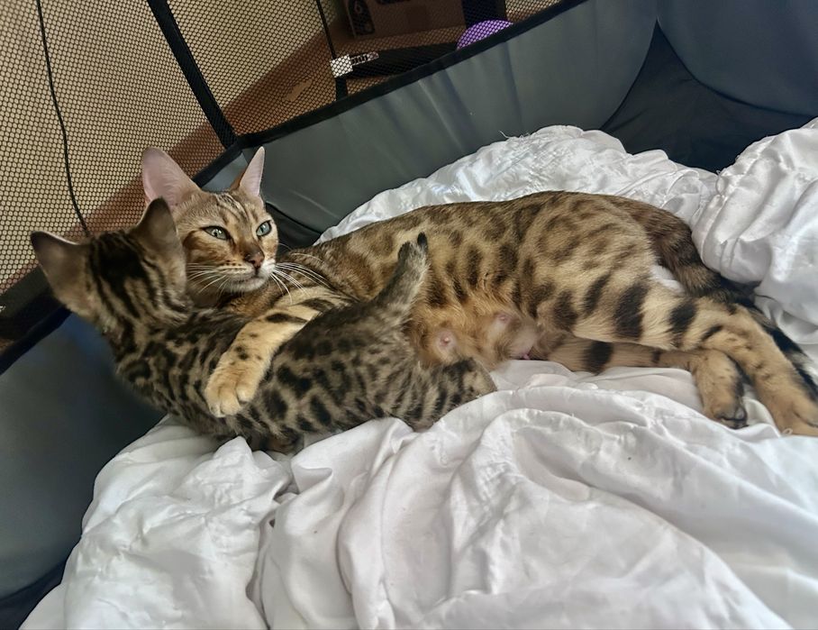 Бенгалско мъжко коте