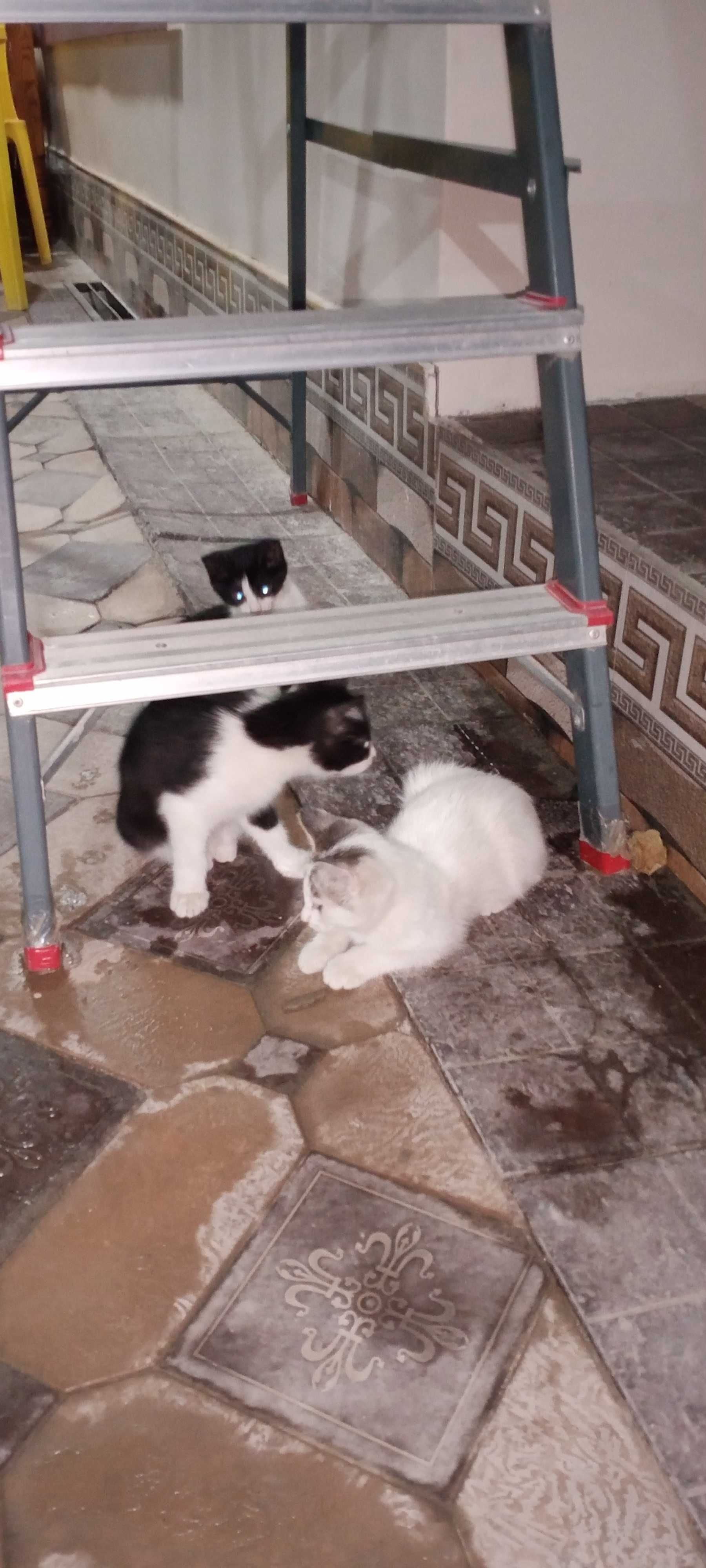 Мушуклар.Котята 3-мес.