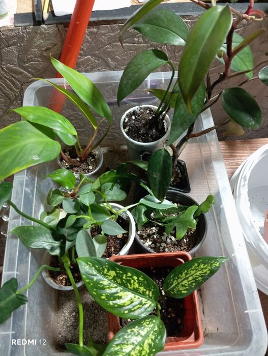 Набор комнатных растений