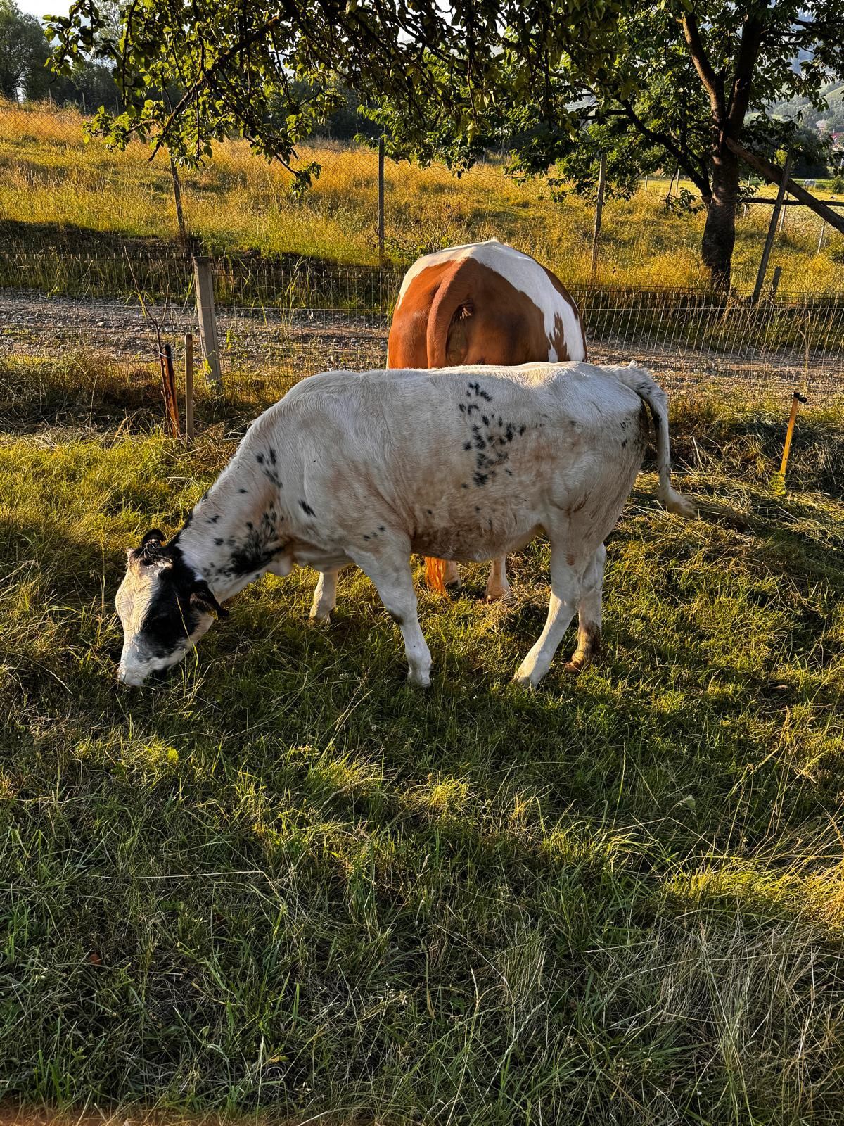 Vând vaca la alegere