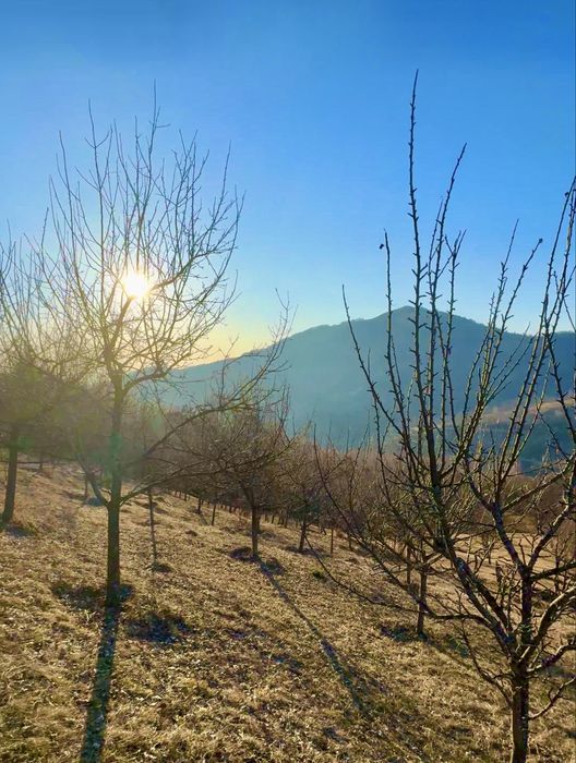 Vand teren cu livada Buces Vulcan