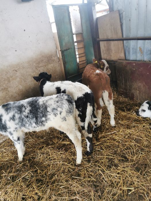 Vând vitei belgieni