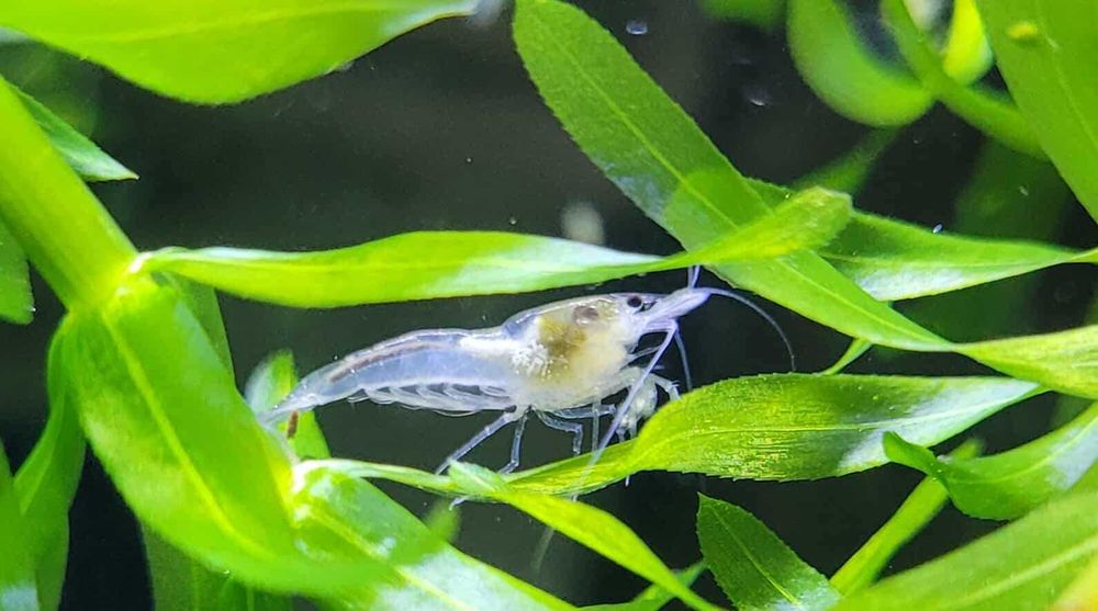 Скариди, ендлери и живи хранителни култури