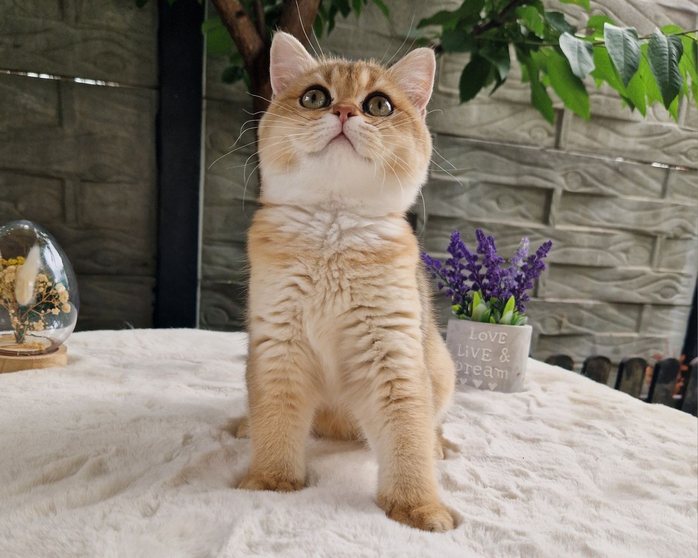 British shorthair golden