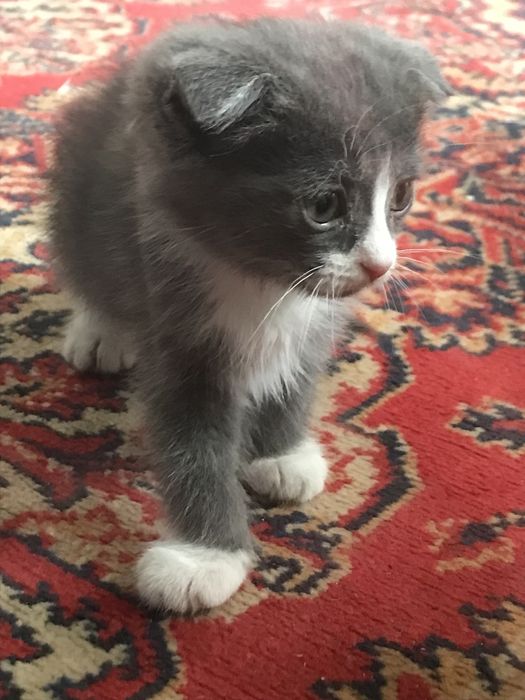 Шотландский котёнок