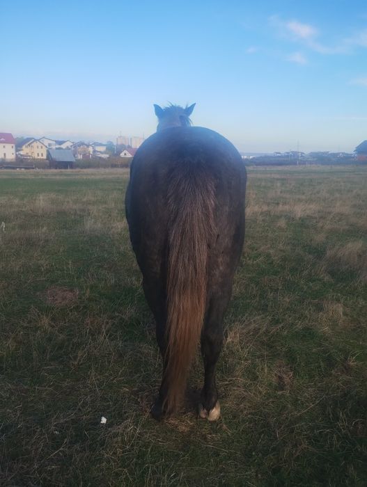 Vând cârlan de 3 ani