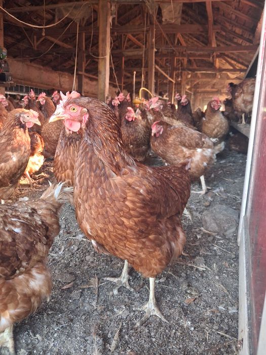 Продавам кокошки носачки ломан браун