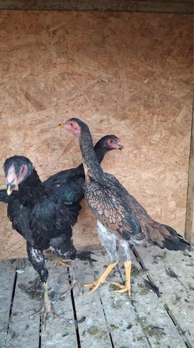 Куры и петух.