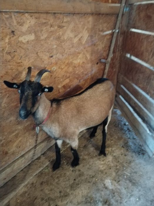 Capre gestante Alpine Franceze